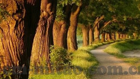 糖心app短视频苹果版-咀嚼视觉盛宴，探索糖心app短视频苹果版的风采